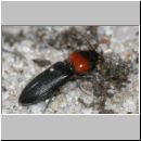 Cardiophorus ruficollis - Schnellkaefer 01a 7-8mm.jpg